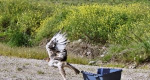 Jardim Pênsil recebe atividade sobre aves de rapina e falcoaria