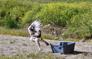 Projeto LIFE LxAquila devolve águia-de-bonelli à liberdade
