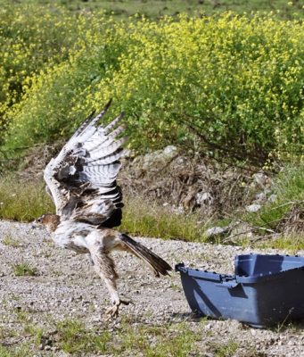 Jardim Pênsil recebe atividade sobre aves de rapina e falcoaria