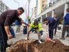 Câmara de Sintra planta novas árvores na Quinta das Flores em Massamá