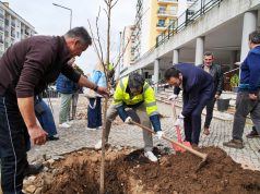 Câmara de Sintra planta novas árvores na Quinta das Flores em Massamá
