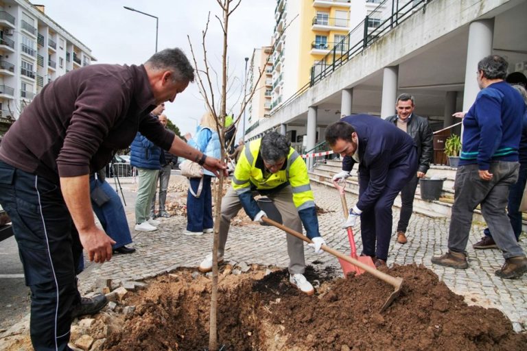 Câmara de Sintra planta novas árvores na Quinta das Flores em Massamá