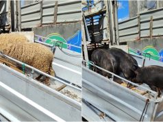 Intervenções municipais vão de casos sérios a episódios insólitos