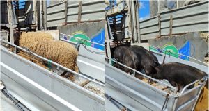 Intervenções municipais vão de casos sérios a episódios insólitos