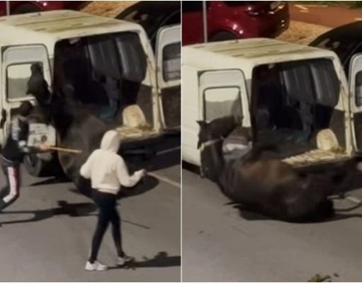Vídeo denuncia agressão e abandono de cavalo na via pública, em Belas