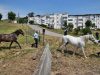 Três cavalos resgatados de Monte Abraão após denúncias de maus-tratos