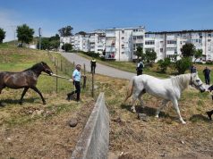 Três cavalos resgatados de Monte Abraão após denúncias de maus-tratos
