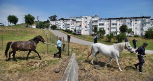 Três cavalos resgatados de Monte Abraão após denúncias de maus-tratos