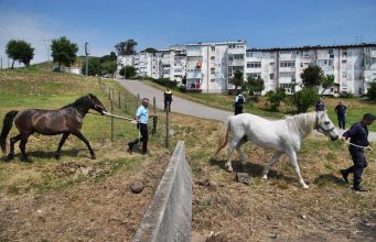 Três cavalos resgatados de Monte Abraão após denúncias de maus-tratos