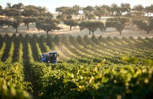 Mercadona alcança 1.500 milhões em compras a fornecedores nacionais