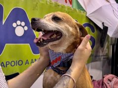 Associação NAAAS assinala 17.º aniversário com evento solidário