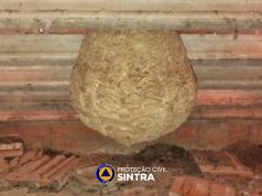 Proteção Civil de Sintra intensifica combate à vespa asiática