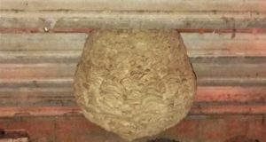 Proteção Civil de Sintra intensifica combate à vespa asiática