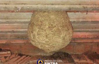 Proteção Civil de Sintra intensifica combate à vespa asiática