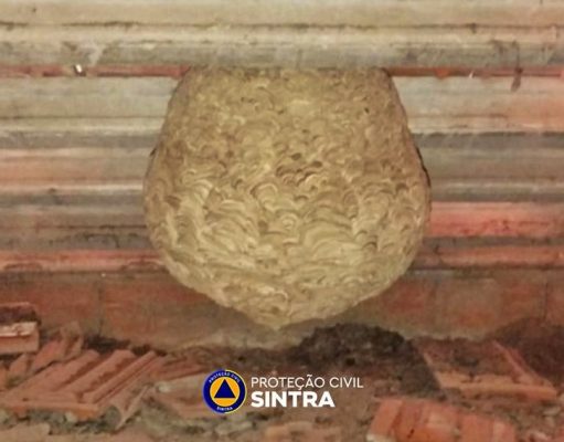 Proteção Civil de Sintra intensifica combate à vespa asiática