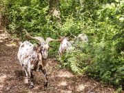 Parque da Pena recruta cabras para “limpeza ecológica” da serra de Sintra