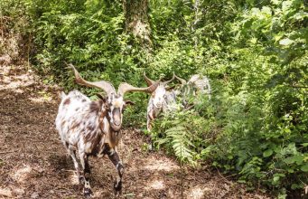Parque da Pena recruta cabras para “limpeza ecológica” da serra de Sintra