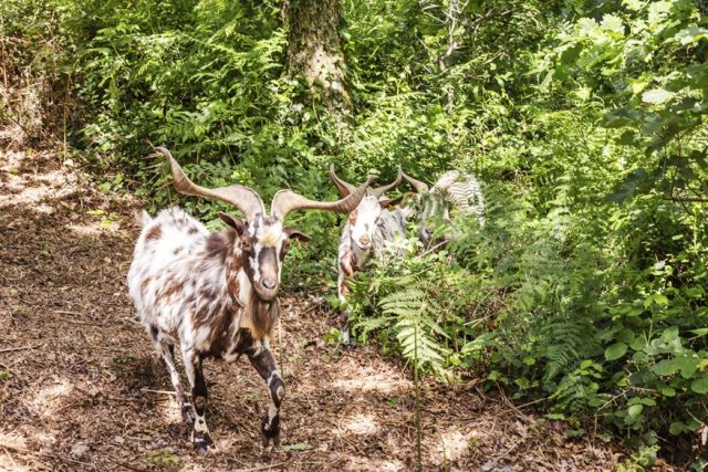 cabras5