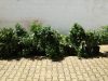 GNR detém suspeito e apreende 13 plantas de cannabis em Almargem do Bispo