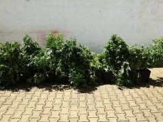 GNR detém suspeito e apreende 13 plantas de cannabis em Almargem do Bispo