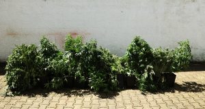 GNR detém suspeito e apreende 13 plantas de cannabis em Almargem do Bispo