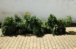 GNR detém suspeito e apreende 13 plantas de cannabis em Almargem do Bispo