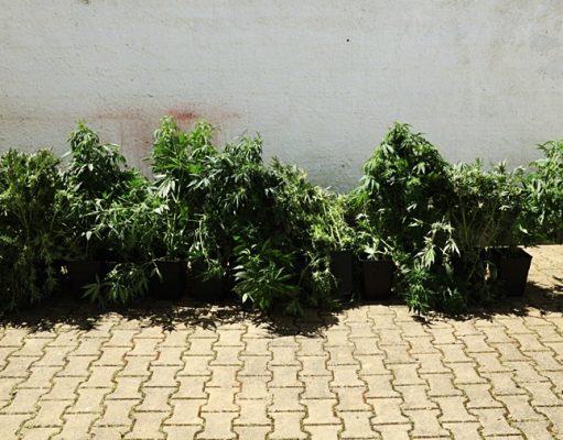 GNR detém suspeito e apreende 13 plantas de cannabis em Almargem do Bispo