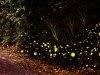 Pirilampos brilham nas noites de maio e junho em Monserrate