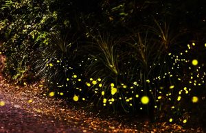 Pirilampos brilham nas noites de maio e junho em Monserrate