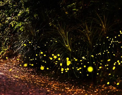 Pirilampos brilham nas noites de maio e junho em Monserrate
