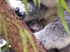 Jardim Zoológico celebra 142 anos programação para toda a família