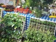 Sociedade Recreativa de Morelena promove Feira Saloia