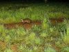 Lontra volta a dar sinais de vida na Serra de Sintra revela Parques de Sintra