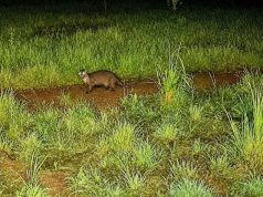 Lontra volta a dar sinais de vida na Serra de Sintra revela Parques de Sintra