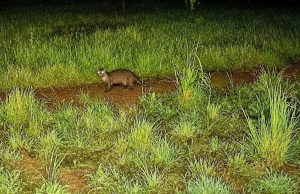 Lontra volta a dar sinais de vida na Serra de Sintra revela Parques de Sintra