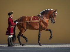Arte equestre, fado e flamenco unidos numa noite de gala
