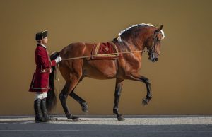 Arte equestre, fado e flamenco unidos numa noite de gala