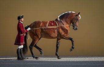 Arte equestre, fado e flamenco unidos numa noite de gala