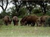 Javalis causam estragos na Serra de Sintra e ICNF admite captura com armadilhas