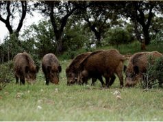 Javalis causam estragos na Serra de Sintra e ICNF admite captura com armadilhas