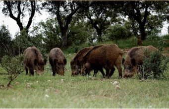 Javalis causam estragos na Serra de Sintra e ICNF admite captura com armadilhas