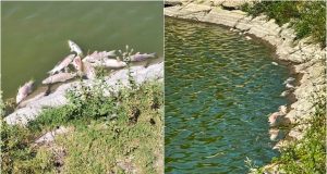 Junta Freguesia reforça aposta na recuperação da lagoa da Assafora
