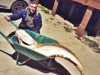 Ricardo Castro captura corvina de 66 quilos na Praia Grande