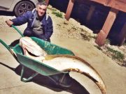 Ricardo Castro captura corvina de 66 quilos na Praia Grande