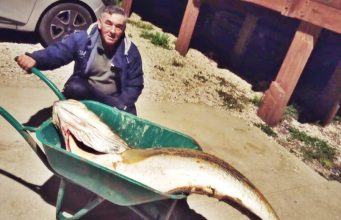 Ricardo Castro captura corvina de 66 quilos na Praia Grande